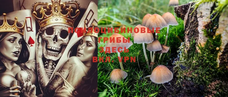 Галлюциногенные грибы Psilocybe  Кингисепп 