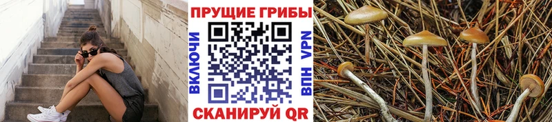 ссылка на мегу онион  Кингисепп  Псилоцибиновые грибы мицелий  сколько стоит 